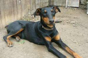 VAND DOBERMAN