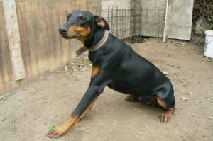 VAND DOBERMAN