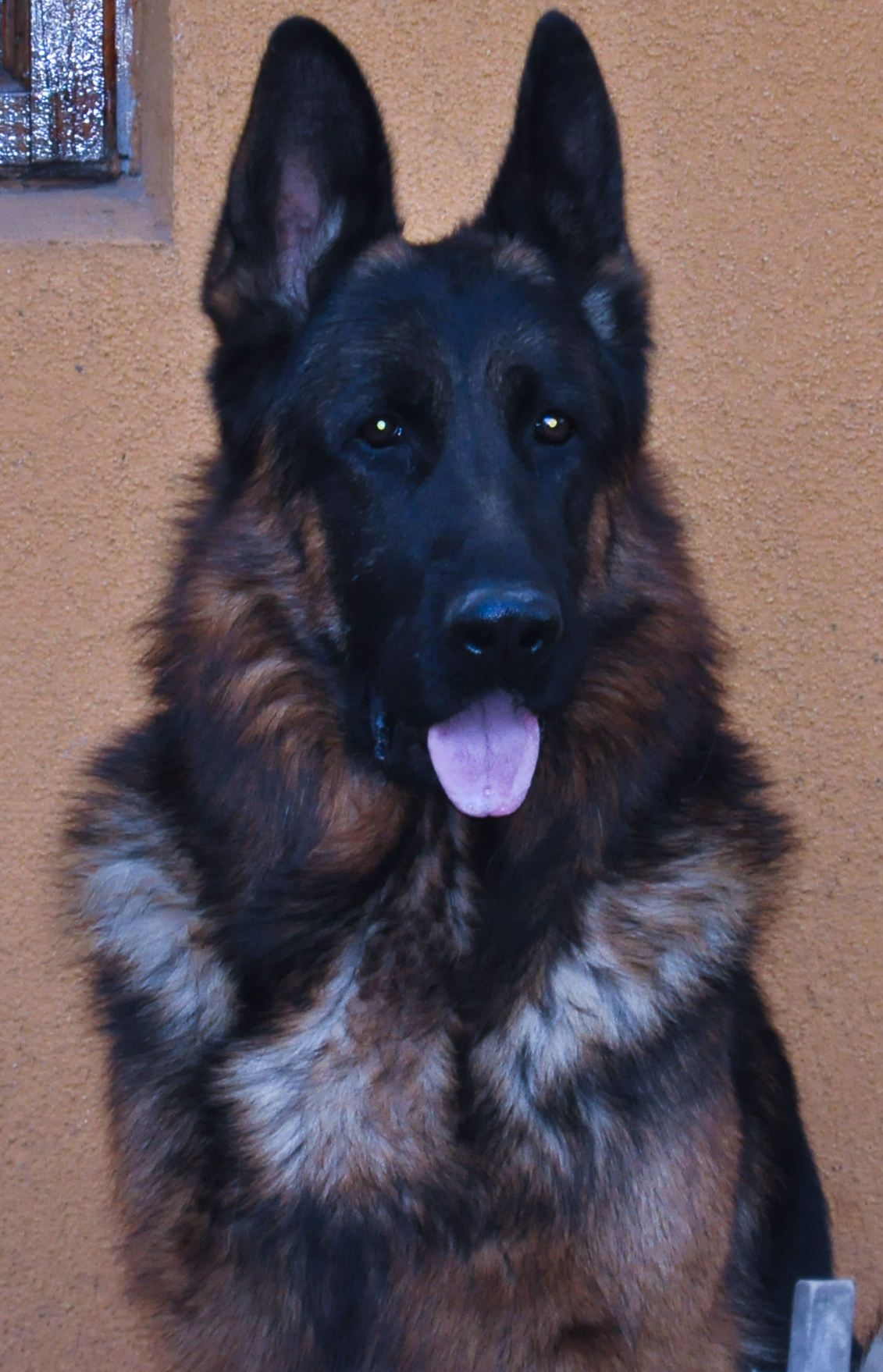 pui superb ciobanesc german cu pedigree, microcip