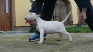 Cateii Bull Terrier