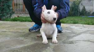 Cateii Bull Terrier