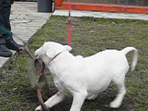 Cateii Bull Terrier