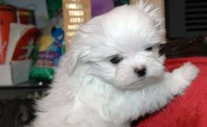 vand pui bichon maltese