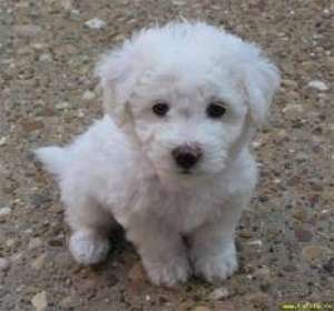 Adopt caine bichon (de orice tip)