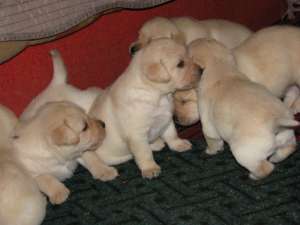 labrador pui cu pedigree