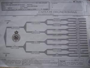 ! Ciobanesc Romanesc de Bucovina