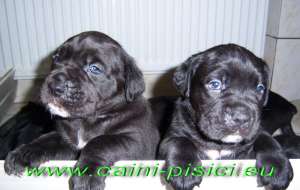 Vand catelusi Cane Corso rasa pura