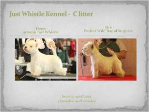 Canisa Just Whistle  face prenotari pentru  pui West Higland White Terrier