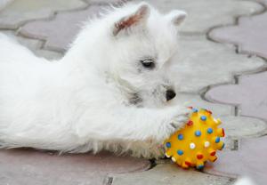 west highland white terrier (westie) cu pedigree