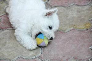 west highland white terrier (westie) cu pedigree