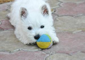 west highland white terrier (westie) cu pedigree