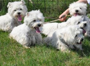 west highland white terrier (westie) cu pedigree