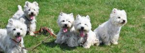 west highland white terrier (westie) cu pedigree