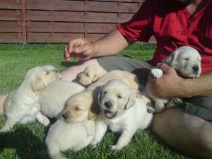 De vanzare catei Golden retriever