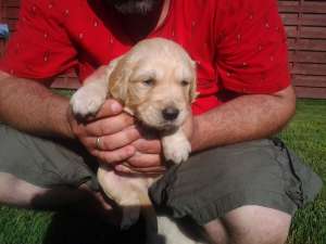 De vanzare catei Golden retriever