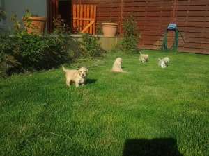 De vanzare catei Golden retriever