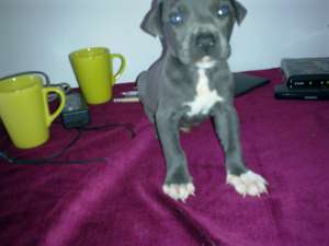 Vand amstaff BLUE!