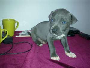 Vand amstaff BLUE!