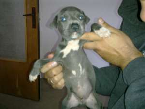 Vand amstaff BLUE!