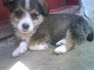 Oferta spre adoptie