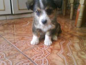 Oferta spre adoptie