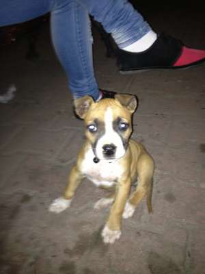 catelusa amstaff