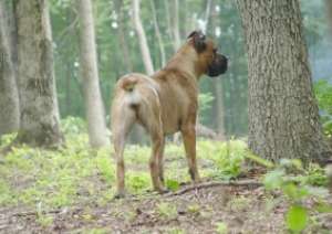 pierdut caine cane corso