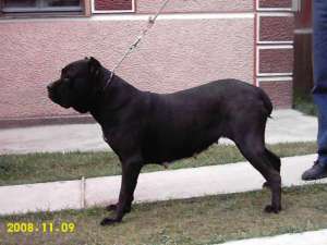 pierdut caine cane corso