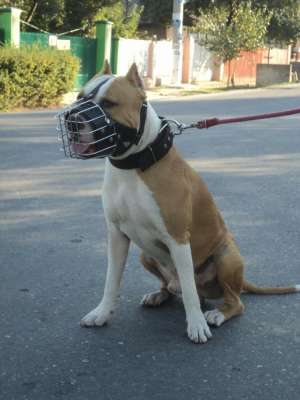 Mascul AMSTAFF disponibil pentru monta . Bucuresti si Ilfov . 0768970488