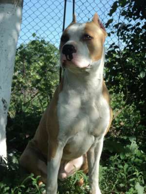 Mascul AMSTAFF disponibil pentru monta . Bucuresti si Ilfov . 0768970488