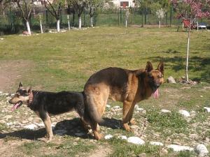 VAND CATELUSI RASA PURA "CIOBANESC GERMAN" PEDIGREE