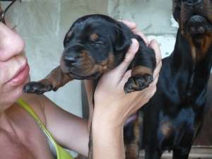 puii doberman deosebiti