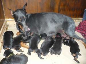 puii doberman deosebiti