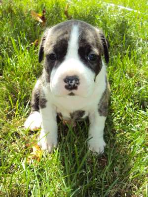 Vand pui amstaff cu pedigree,  2 masculi si 2 femele