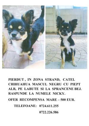 pierdut catel chihuahua cu par lung negru