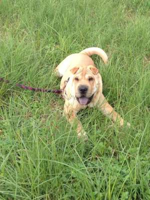 Caut femela shar pei pentru imperechere