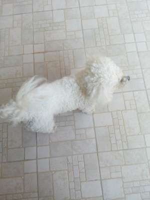 Bichon monta