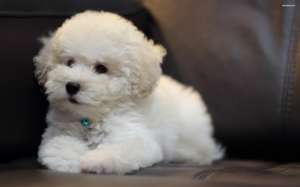 vand pui bichon frise