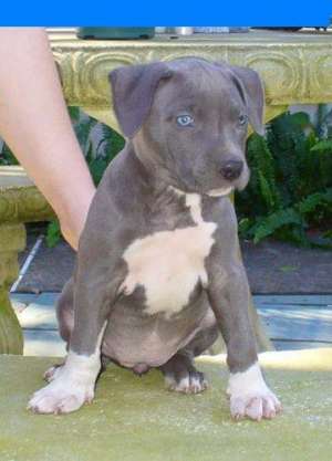 vand pui amstaff blue