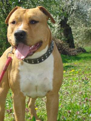 Pui Amstaff dragalasi si jucausi