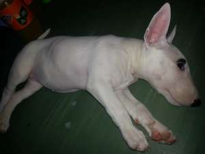 Vand Bull Terrier