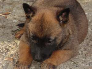 Ciobanesc belgian malinois pui