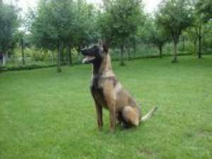 Ciobanesc belgian malinois pui