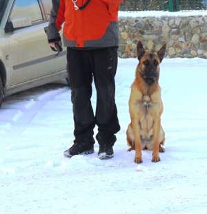 Ciobanesc belgian malinois pui