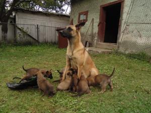 Ciobanesc belgian malinois pui