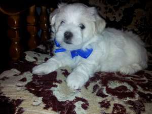 BICHON MALTESE TOY ALBII