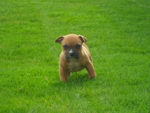 vand pui amstaff cu pedigree