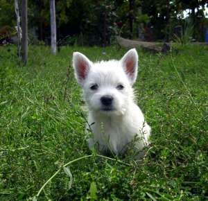 catei westie de vanzare