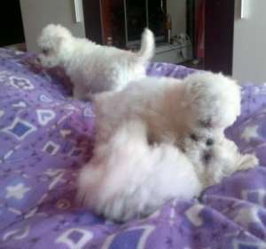 Pui bichon bolognesse