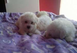 Pui bichon bolognesse